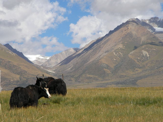 Yaks!